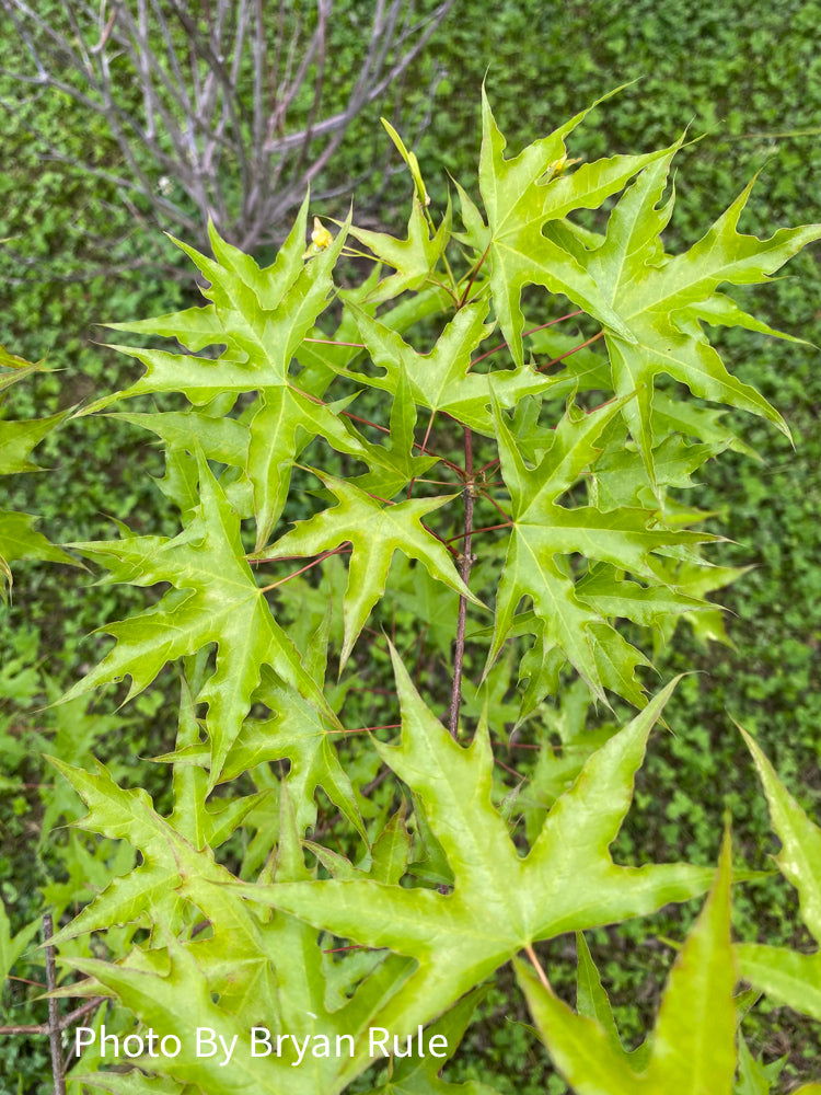 - Acer truncatum 'Skinny Dragon' Shantung Maple - Mr Maple │ Buy Japanese Maple Trees