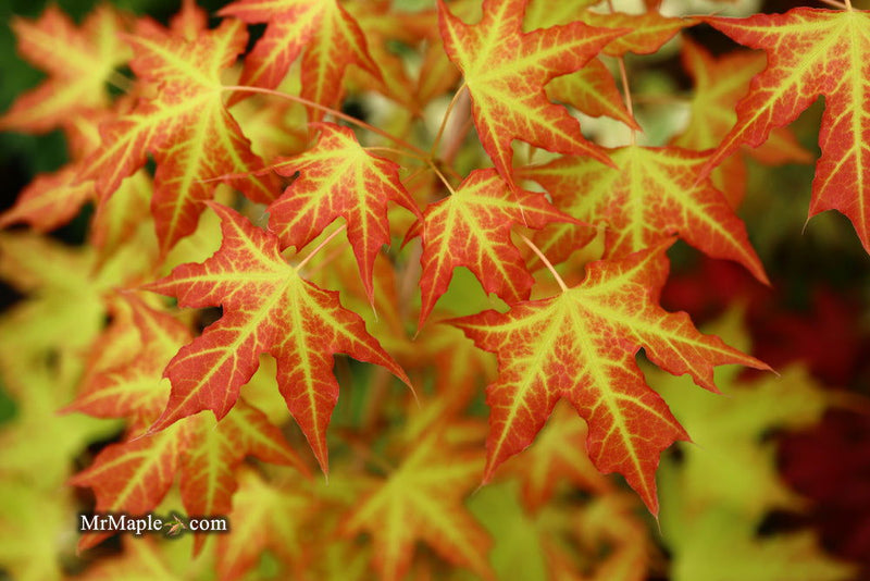 - Acer truncatum 'Super Dragon' Shantung Maple - Mr Maple │ Buy Japanese Maple Trees