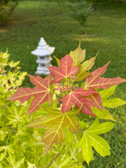 - Acer truncatum 'Super Dragon' Shantung Maple - Mr Maple │ Buy Japanese Maple Trees