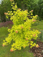 - Acer truncatum 'Super Dragon' Shantung Maple - Mr Maple │ Buy Japanese Maple Trees