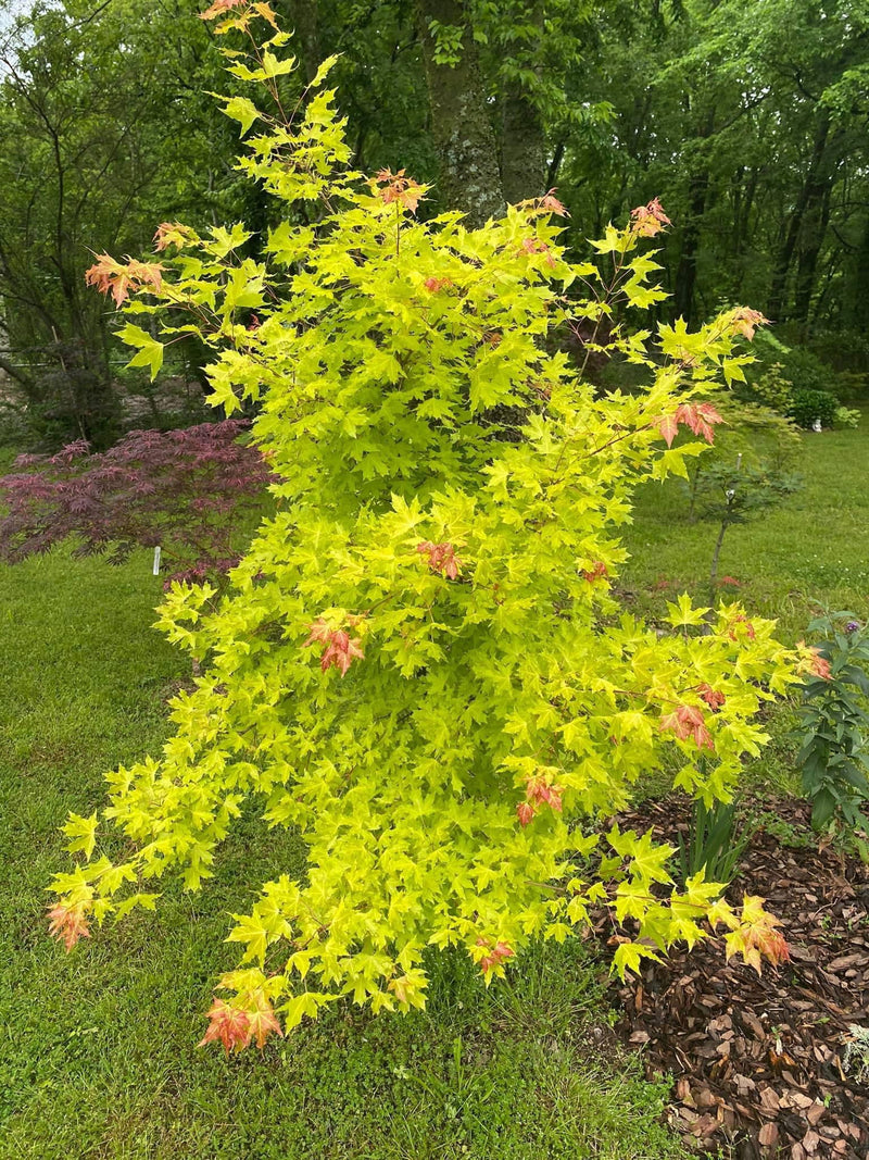 - Acer truncatum 'Super Dragon' Shantung Maple - Mr Maple │ Buy Japanese Maple Trees
