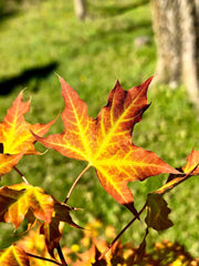 - Acer truncatum 'Super Dragon' Shantung Maple - Mr Maple │ Buy Japanese Maple Trees