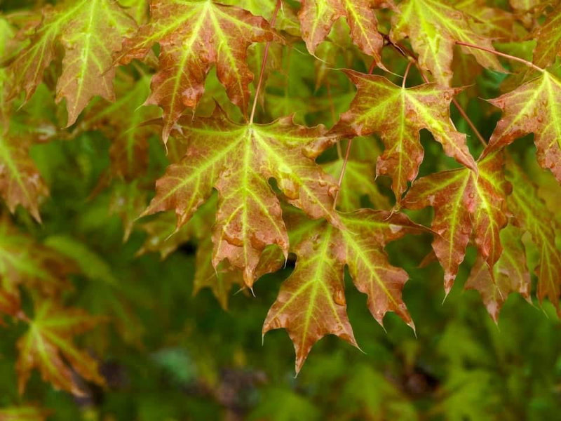 - Acer truncatum 'Super Dragon' Shantung Maple - Mr Maple │ Buy Japanese Maple Trees