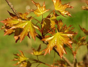 - Acer truncatum 'Super Dragon' Shantung Maple - Mr Maple │ Buy Japanese Maple Trees