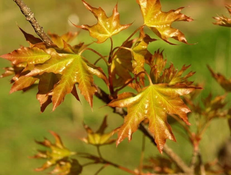 - Acer truncatum 'Super Dragon' Shantung Maple - Mr Maple │ Buy Japanese Maple Trees