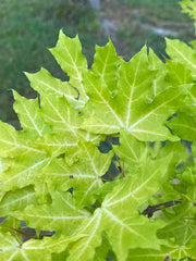 - Acer truncatum 'Super Dragon' Shantung Maple - Mr Maple │ Buy Japanese Maple Trees