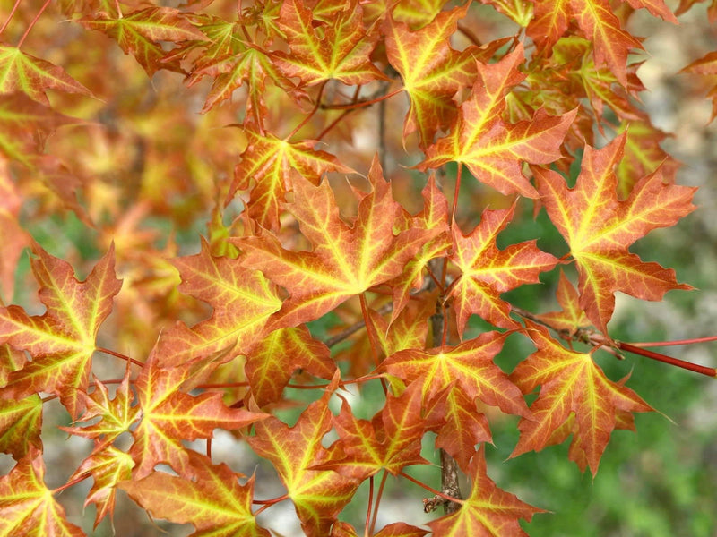 - Acer truncatum 'Super Dragon' Shantung Maple - Mr Maple │ Buy Japanese Maple Trees