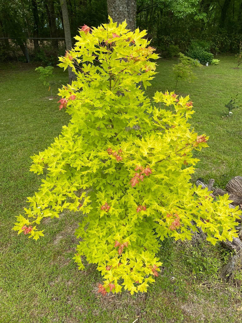 - Acer truncatum 'Super Dragon' Shantung Maple - Mr Maple │ Buy Japanese Maple Trees