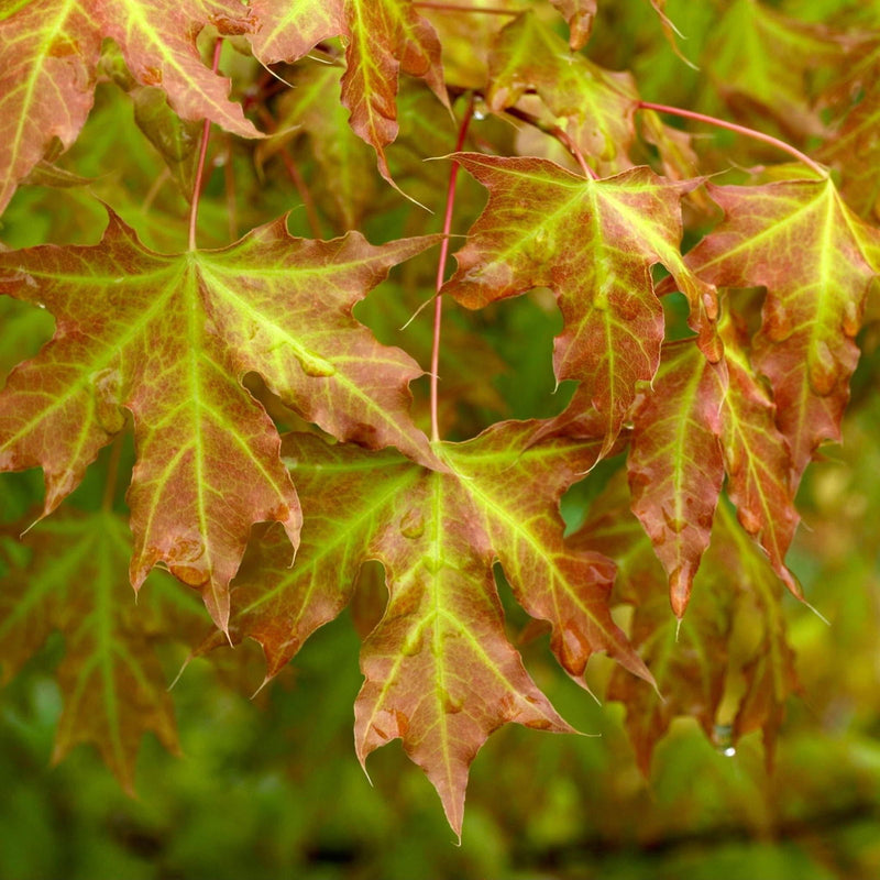 - Acer truncatum 'Super Dragon' Shantung Maple - Mr Maple │ Buy Japanese Maple Trees