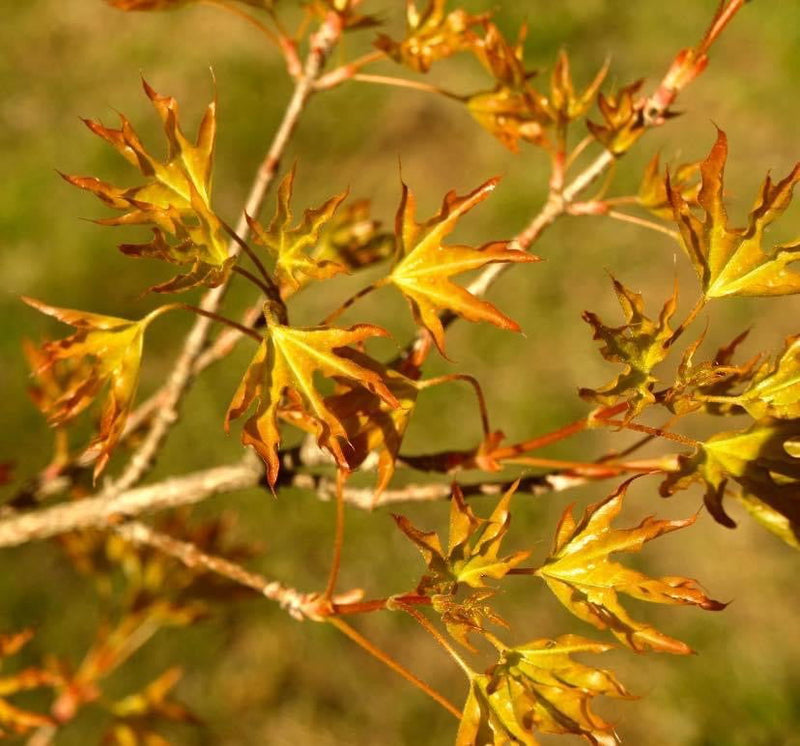 - Acer truncatum 'Super Dragon' Shantung Maple - Mr Maple │ Buy Japanese Maple Trees