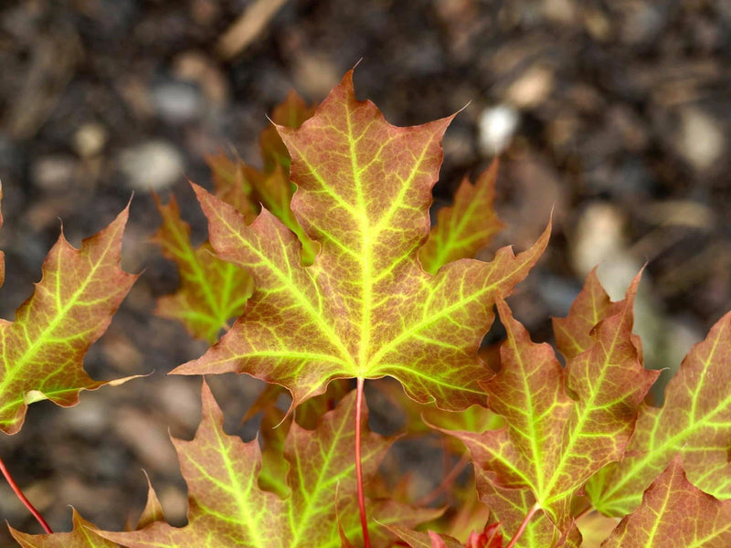 - Acer truncatum 'Super Dragon' Shantung Maple - Mr Maple │ Buy Japanese Maple Trees