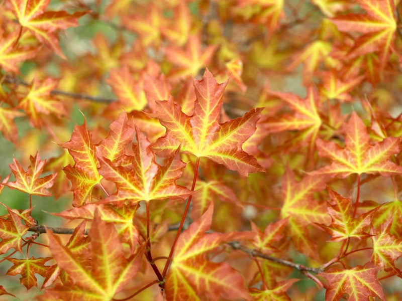 - Acer truncatum 'Super Dragon' Shantung Maple - Mr Maple │ Buy Japanese Maple Trees