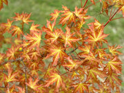 - Acer truncatum 'Super Dragon' Shantung Maple - Mr Maple │ Buy Japanese Maple Trees