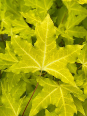 - Acer truncatum 'Super Dragon' Shantung Maple - Mr Maple │ Buy Japanese Maple Trees