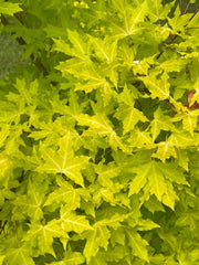 - Acer truncatum 'Super Dragon' Shantung Maple - Mr Maple │ Buy Japanese Maple Trees