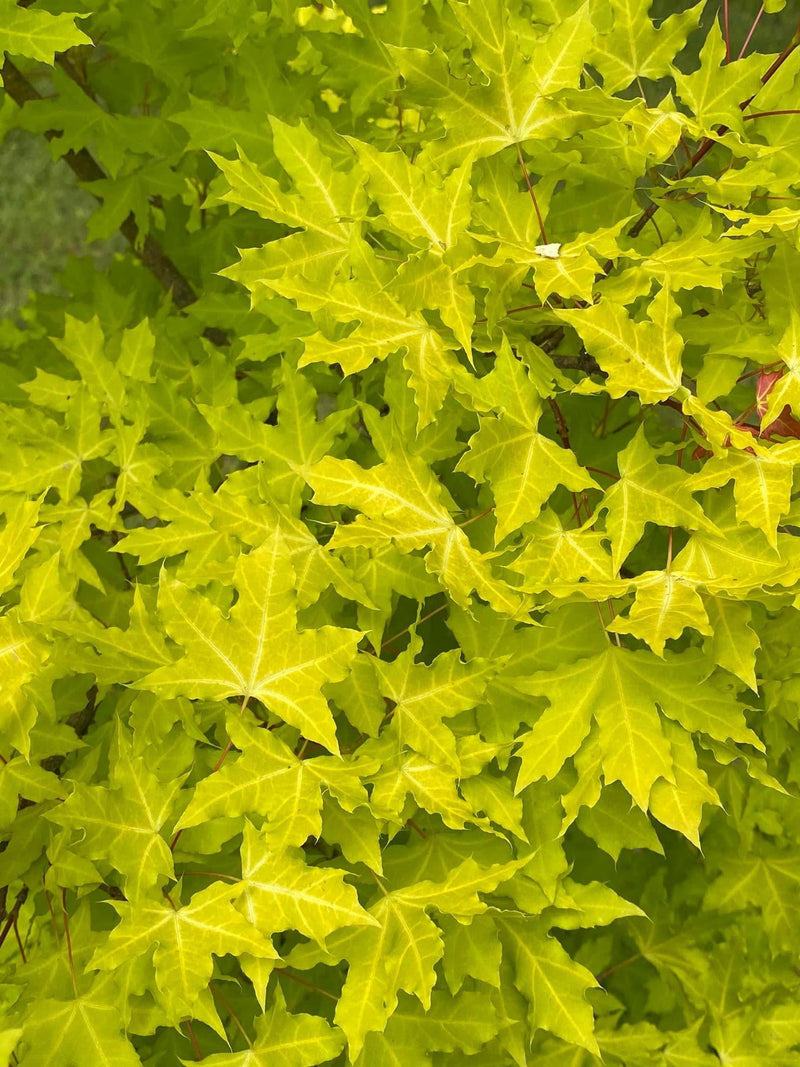 - Acer truncatum 'Super Dragon' Shantung Maple - Mr Maple │ Buy Japanese Maple Trees