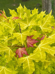 - Acer truncatum 'Super Dragon' Shantung Maple - Mr Maple │ Buy Japanese Maple Trees