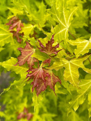 - Acer truncatum 'Super Dragon' Shantung Maple - Mr Maple │ Buy Japanese Maple Trees