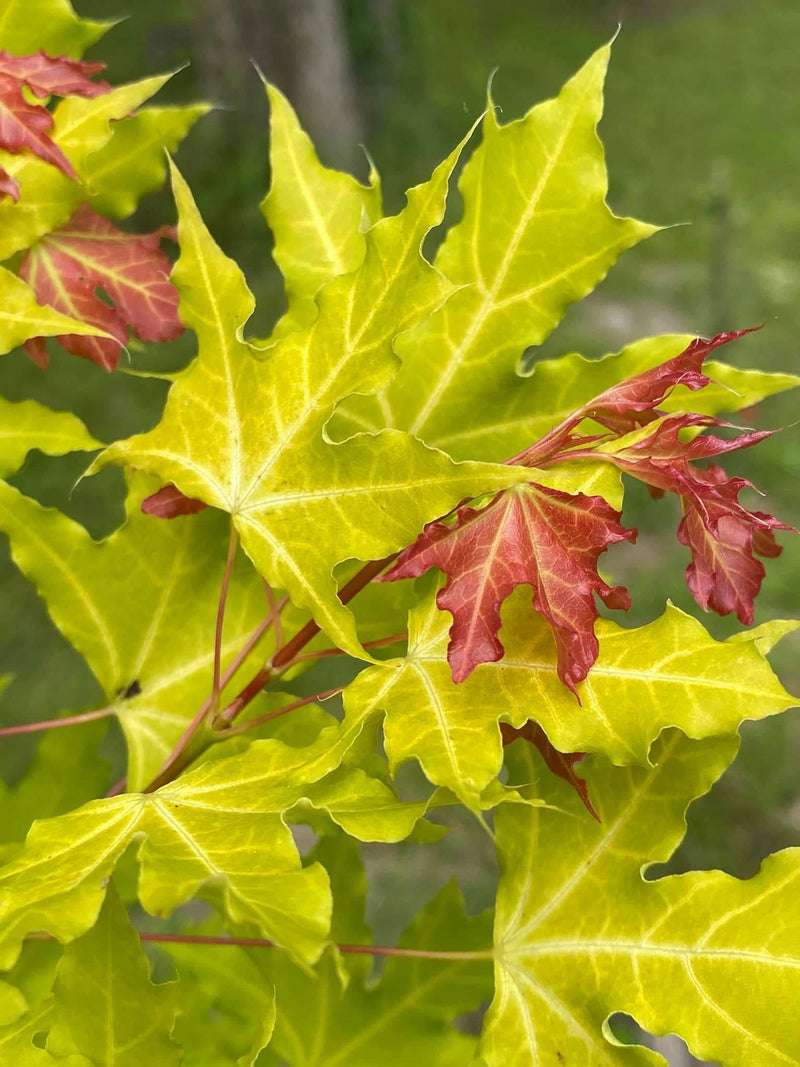 - Acer truncatum 'Super Dragon' Shantung Maple - Mr Maple │ Buy Japanese Maple Trees