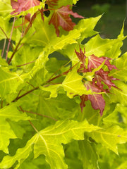 - Acer truncatum 'Super Dragon' Shantung Maple - Mr Maple │ Buy Japanese Maple Trees