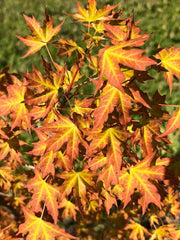 - Acer truncatum 'Super Dragon' Shantung Maple - Mr Maple │ Buy Japanese Maple Trees