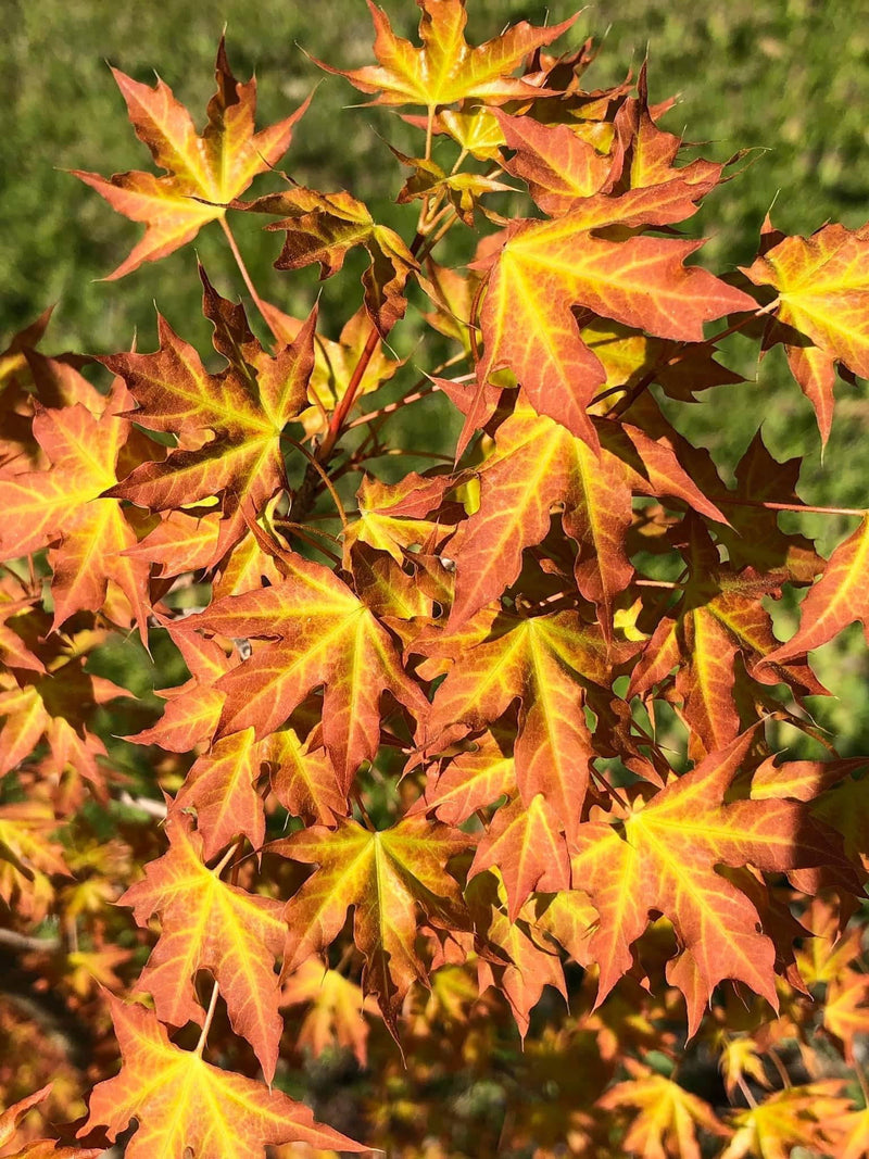 - Acer truncatum 'Super Dragon' Shantung Maple - Mr Maple │ Buy Japanese Maple Trees