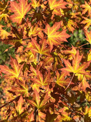 - Acer truncatum 'Super Dragon' Shantung Maple - Mr Maple │ Buy Japanese Maple Trees