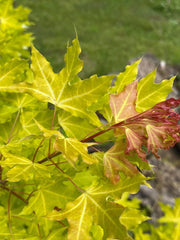 - Acer truncatum 'Super Dragon' Shantung Maple - Mr Maple │ Buy Japanese Maple Trees