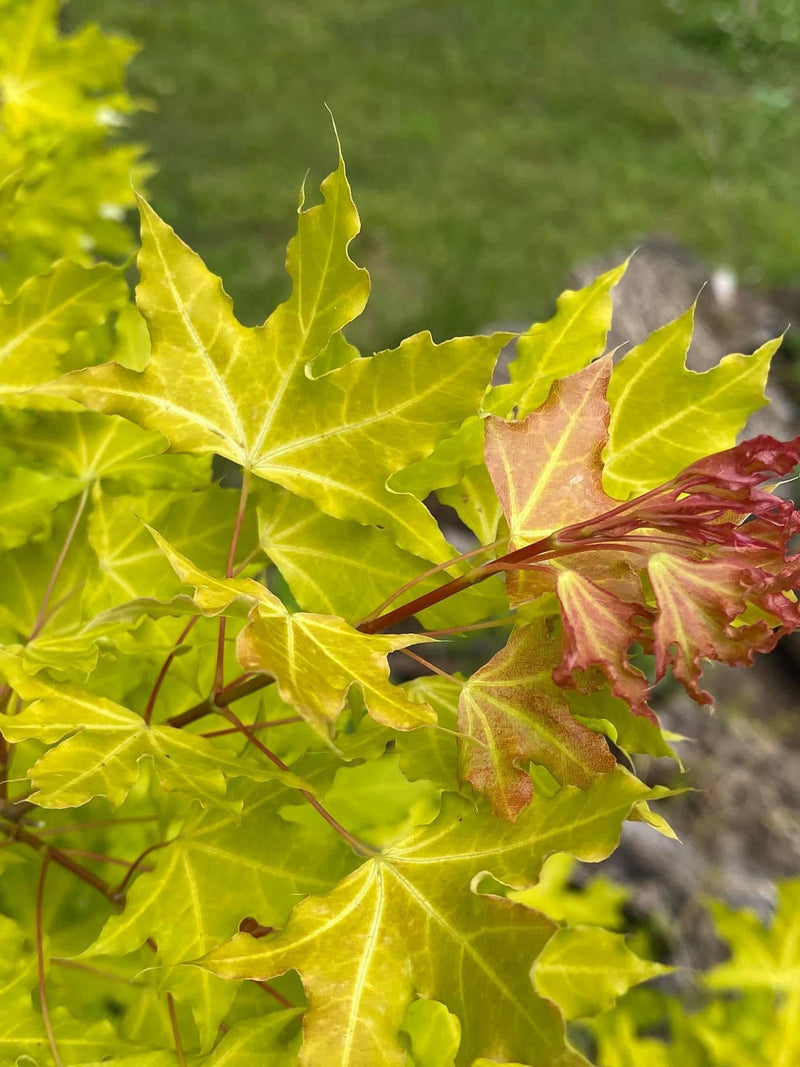 - Acer truncatum 'Super Dragon' Shantung Maple - Mr Maple │ Buy Japanese Maple Trees