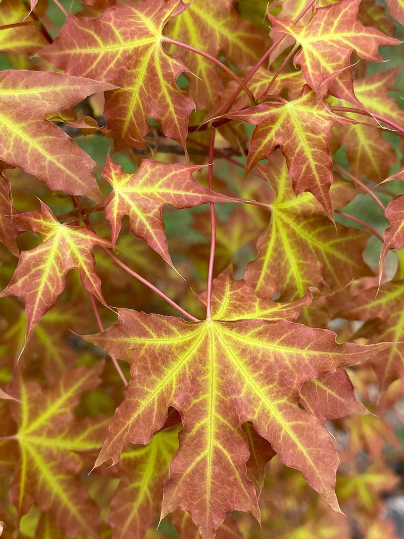 - Acer truncatum 'Super Dragon' Shantung Maple - Mr Maple │ Buy Japanese Maple Trees