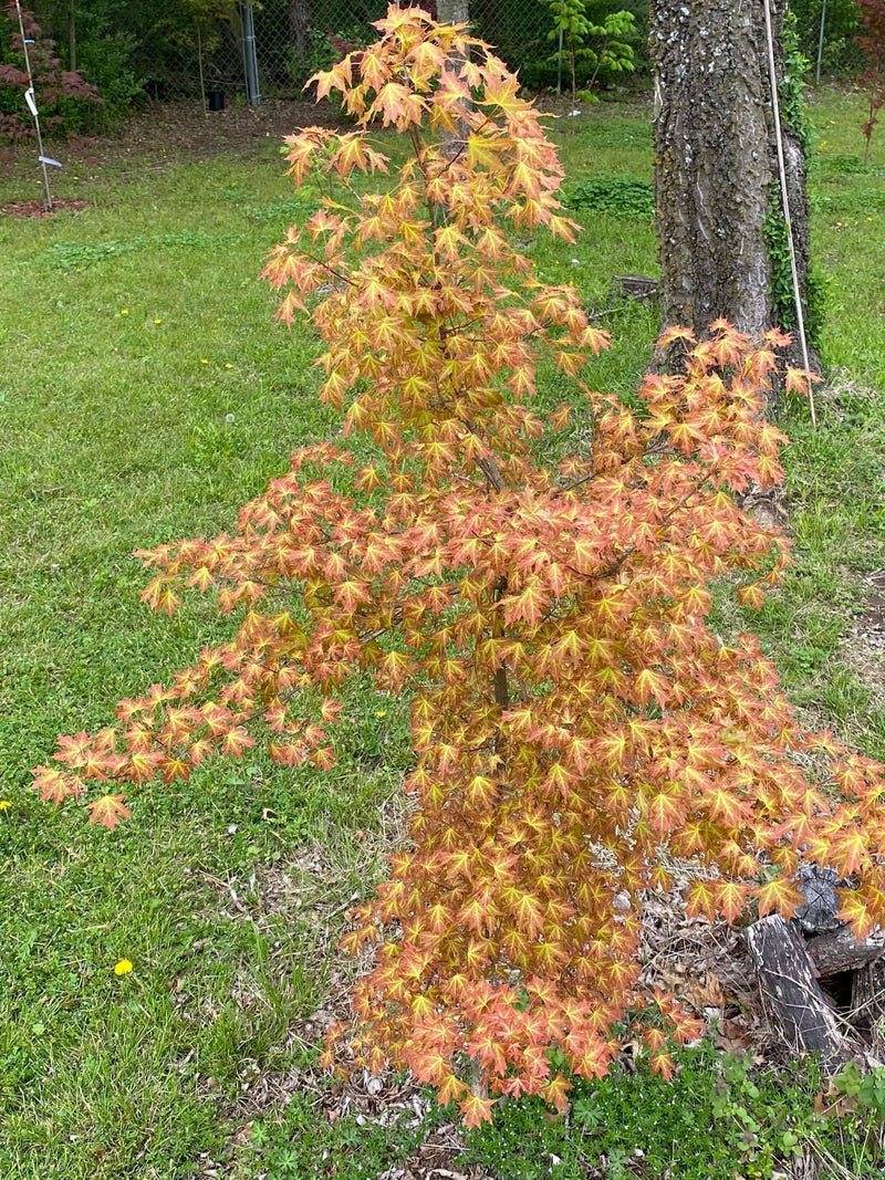 - Acer truncatum 'Super Dragon' Shantung Maple - Mr Maple │ Buy Japanese Maple Trees