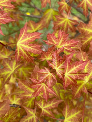 - Acer truncatum 'Super Dragon' Shantung Maple - Mr Maple │ Buy Japanese Maple Trees