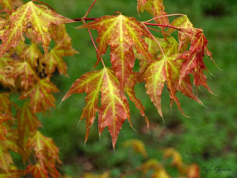 - Acer truncatum 'Super Dragon' Shantung Maple - Mr Maple │ Buy Japanese Maple Trees