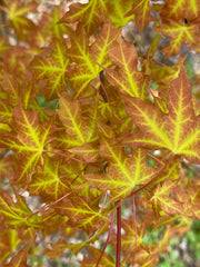 - Acer truncatum 'Super Dragon' Shantung Maple - Mr Maple │ Buy Japanese Maple Trees