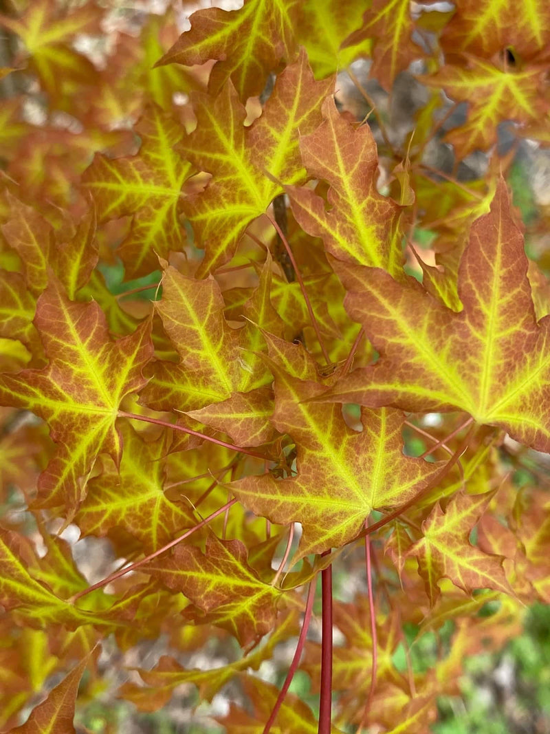 - Acer truncatum 'Super Dragon' Shantung Maple - Mr Maple │ Buy Japanese Maple Trees