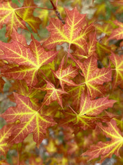 - Acer truncatum 'Super Dragon' Shantung Maple - Mr Maple │ Buy Japanese Maple Trees