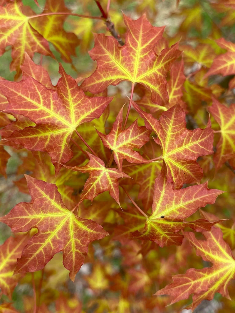 - Acer truncatum 'Super Dragon' Shantung Maple - Mr Maple │ Buy Japanese Maple Trees