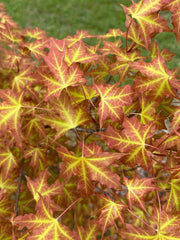 - Acer truncatum 'Super Dragon' Shantung Maple - Mr Maple │ Buy Japanese Maple Trees