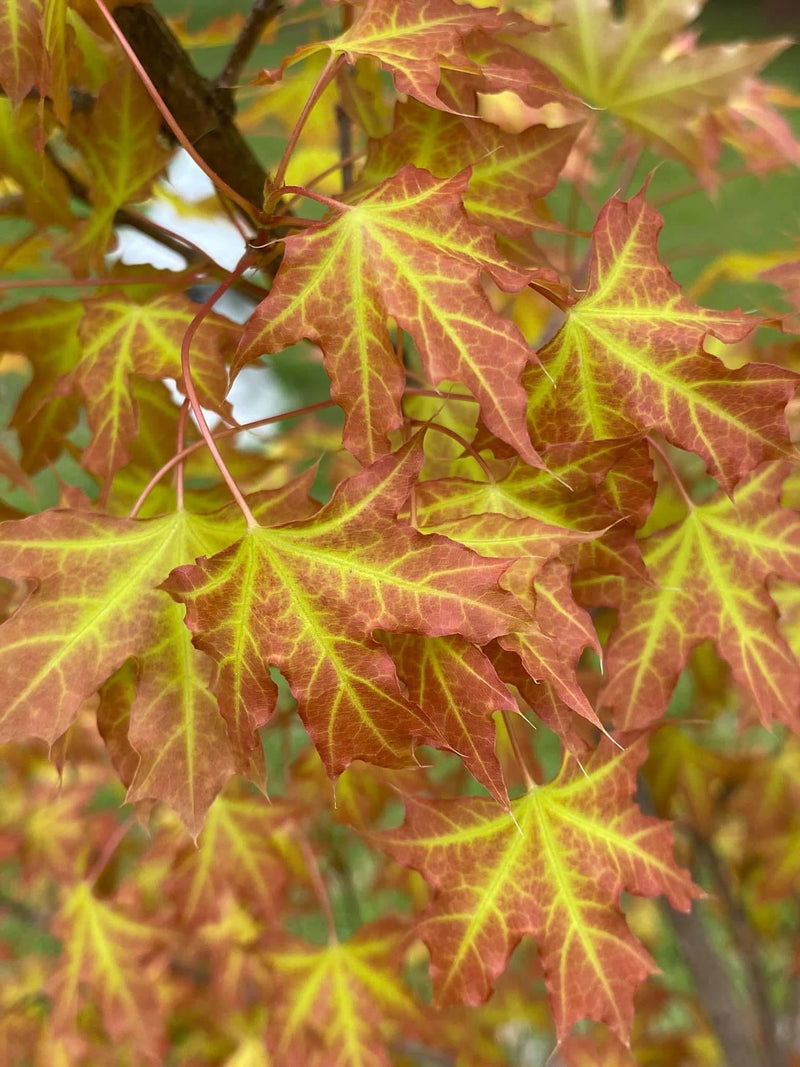 - Acer truncatum 'Super Dragon' Shantung Maple - Mr Maple │ Buy Japanese Maple Trees