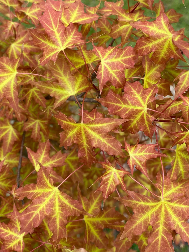 - Acer truncatum 'Super Dragon' Shantung Maple - Mr Maple │ Buy Japanese Maple Trees