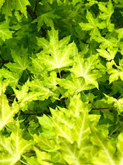 - Acer truncatum 'Super Dragon' Shantung Maple - Mr Maple │ Buy Japanese Maple Trees