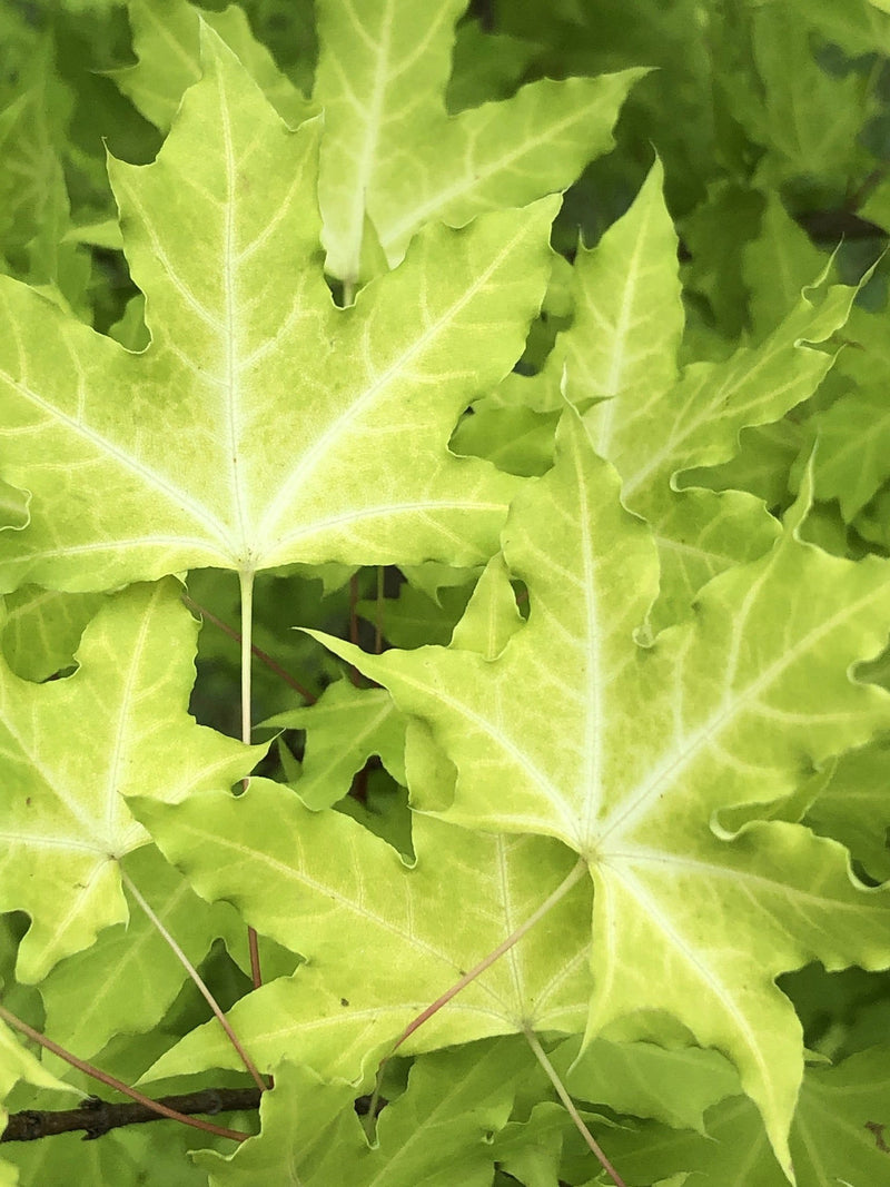 - Acer truncatum 'Super Dragon' Shantung Maple - Mr Maple │ Buy Japanese Maple Trees