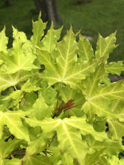 - Acer truncatum 'Super Dragon' Shantung Maple - Mr Maple │ Buy Japanese Maple Trees