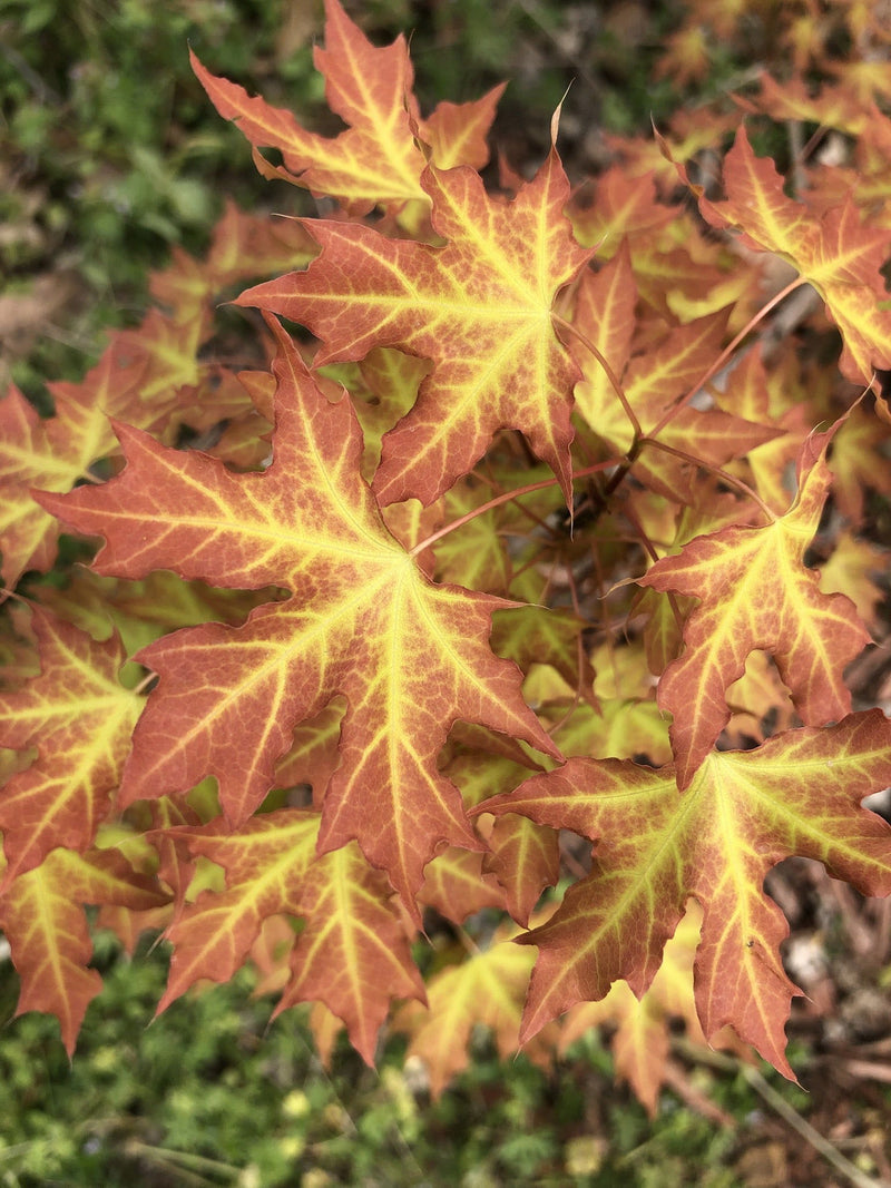 - Acer truncatum 'Super Dragon' Shantung Maple - Mr Maple │ Buy Japanese Maple Trees