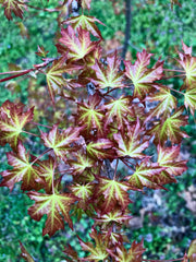 - Acer truncatum 'Super Dragon' Shantung Maple - Mr Maple │ Buy Japanese Maple Trees