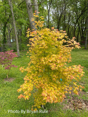 - Acer truncatum 'Super Dragon' Shantung Maple - Mr Maple │ Buy Japanese Maple Trees