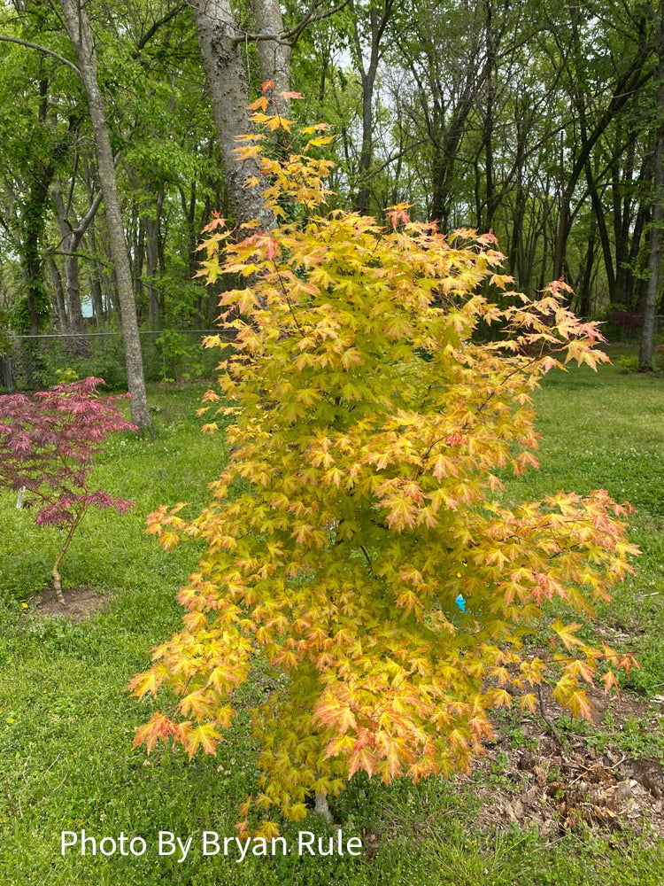 - Acer truncatum 'Super Dragon' Shantung Maple - Mr Maple │ Buy Japanese Maple Trees