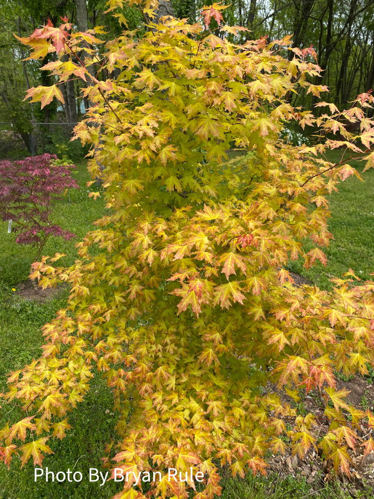 - Acer truncatum 'Super Dragon' Shantung Maple - Mr Maple │ Buy Japanese Maple Trees