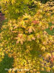 - Acer truncatum 'Super Dragon' Shantung Maple - Mr Maple │ Buy Japanese Maple Trees
