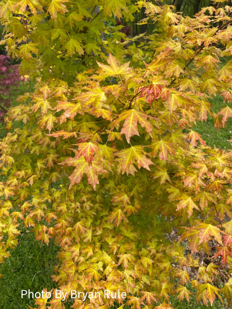 - Acer truncatum 'Super Dragon' Shantung Maple - Mr Maple │ Buy Japanese Maple Trees